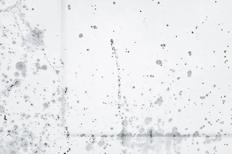 Black mold spots spreading across a white surface, the kind of growth found on wet drywall in Cary, NC