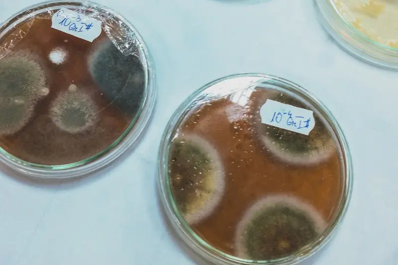 Petri dishes growing mold cultures in a laboratory, one way samples from a mold test in Cary, NC are analyzed